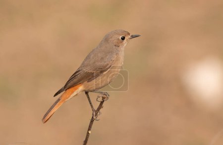 Photo for Common redstart sitting on a branch - Royalty Free Image