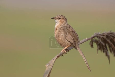 Photo for Common babbler sitting on a branch - Royalty Free Image