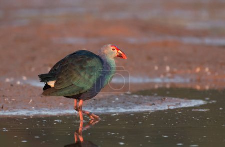 Foto de Primer plano de un hermoso pájaro en el agua - Imagen libre de derechos