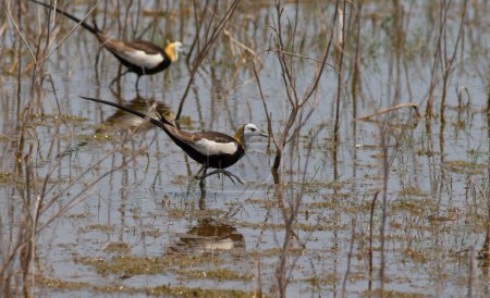 Photo for Pheasant tailed jacanas on floating leafs - Royalty Free Image
