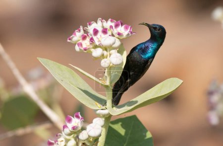 Téléchargez les photos : Oiseau pourpre (Nectarinia asiatica)
) - en image libre de droit