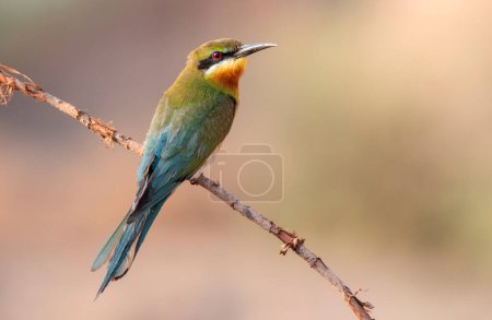 Photo for Blue tailed bee eater back profile - Royalty Free Image