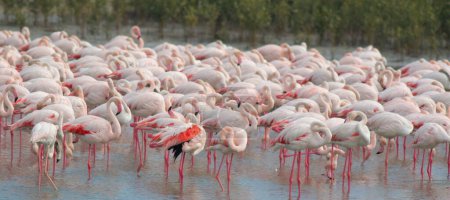 Téléchargez les photos : Grands flamants roses dans le lac - en image libre de droit