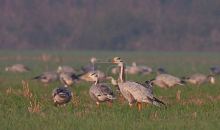 Photo for Flock of bar headed geese - Royalty Free Image