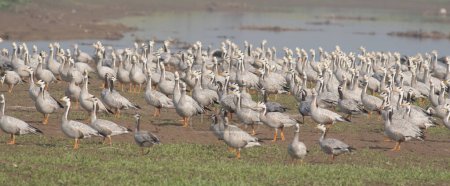 Téléchargez les photos : Flock of bar headed geese - en image libre de droit