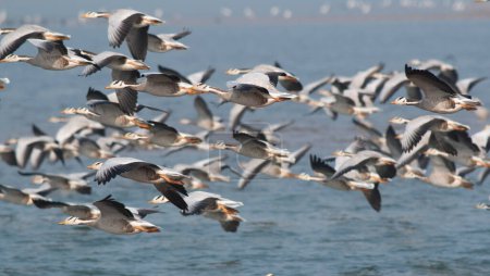 Photo for Flock of bar headed geese in flight - Royalty Free Image