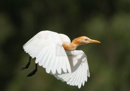 Photo for White egret in the wild - Royalty Free Image