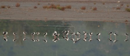Photo for Flock of pied avocet (recurvirostra avosetta) birds in water - Royalty Free Image