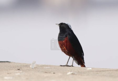 Photo for Chaimarrornis leucocephalus (white-capped water redstart, riverchat) stands on the ground. - Royalty Free Image