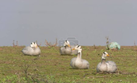 Téléchargez les photos : Flock of bar headed geese on the river bank - en image libre de droit