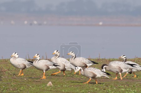 Foto de Flock of bar headed geese on the river bank - Imagen libre de derechos