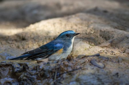 Photo for Beautiful blue bird sitting on the ground - Royalty Free Image