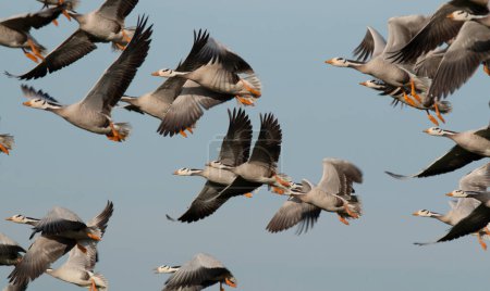 Foto de Flock of bar headed geese in flight - Imagen libre de derechos