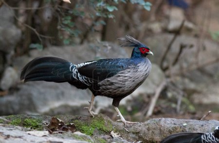 The kalij pheasant is a pheasant found in forests and thickets, especially in the Himalayan foothills.