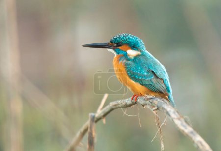 Photo for Common kingfisher (Alcedo atthis) in nature - Royalty Free Image