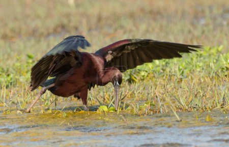 Photo for Glossy ibis at natural habitat - Royalty Free Image