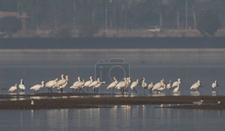 Photo for Flock of great Egrets in the water - Royalty Free Image