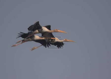 Foto de Tres cigüeñas pintadas volando - Imagen libre de derechos
