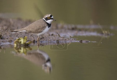 Photo for Little ringed plover in nature - Royalty Free Image