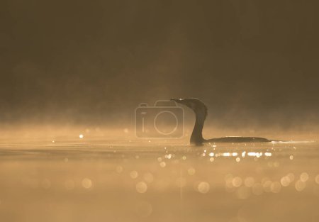 Foto de Vista de cerca del ganso nadando en el lago - Imagen libre de derechos