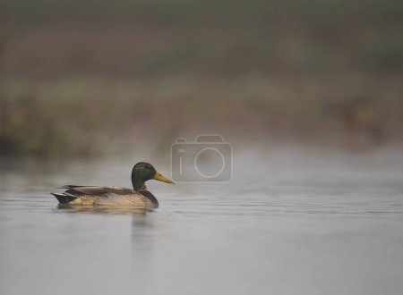 Photo for Close-up view of goose swimming in the lake - Royalty Free Image