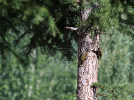 Foto de Primer plano de un pino con pájaros carpinteros - Imagen libre de derechos