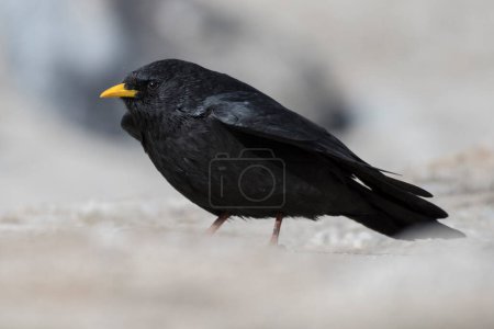 Photo for The Alpine chough or yellow-billed chough in natural environment - Royalty Free Image