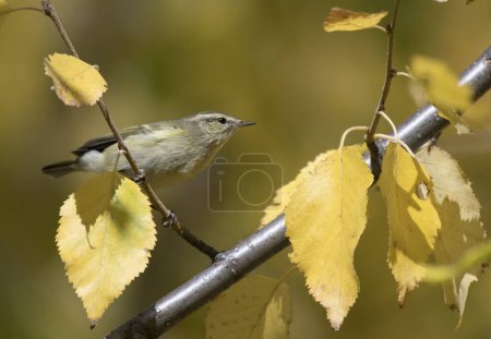 Téléchargez les photos : Hume's leaf warbler in forest - en image libre de droit
