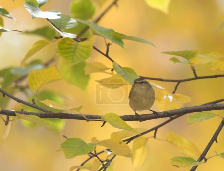 Photo for Hume's leaf warbler in forest - Royalty Free Image