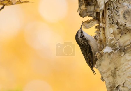 Photo for Beautiful bird of Eurasian treecreeper sitting on tree trunk on nature background - Royalty Free Image