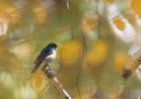 Photo for Beautiful Himalayan bluetail on perch - Royalty Free Image
