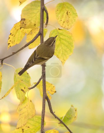 Téléchargez les photos : Hume's leaf warbler in forest - en image libre de droit