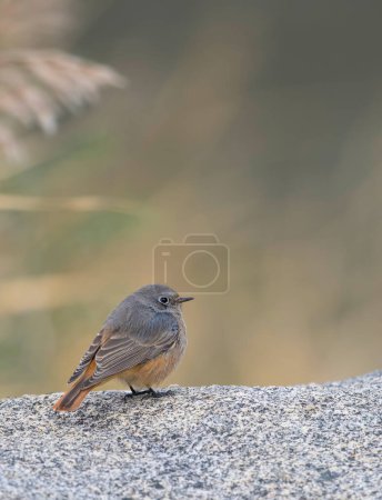 Photo for Common redstart with nature background - Royalty Free Image