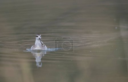 Photo for Red-necked phalarope swims on a beautiful autumn lake - Royalty Free Image