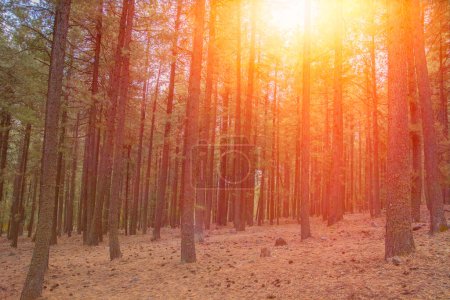 Photo for Golden sun beams streaming through idyllic wilderness forest - Royalty Free Image