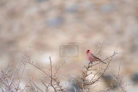 Photo for Great Rosefinch (Carpodacus rubicilla) on perch - Royalty Free Image