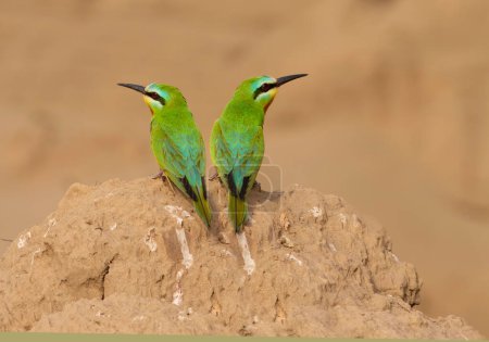 Photo for The Blue-cheeked bee-eater - Royalty Free Image