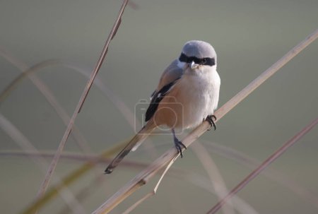 Photo for Long-tailed Shrike bird sitting on the tree branch - Royalty Free Image