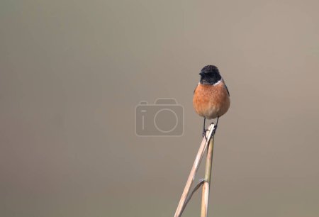 Photo for Stonechat (Saxicola torquatus) on the branch - Royalty Free Image