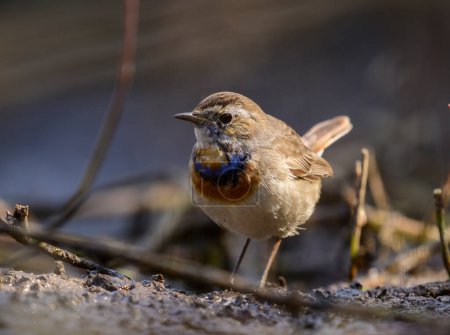 Photo for Bluethroat, Luscinia Svecica in wetland area in the morning - Royalty Free Image
