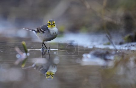 Photo for Citrine wagtail in morning - Royalty Free Image