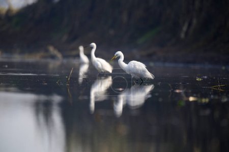 Téléchargez les photos : Grande aigrette blanche chasse dans le lac - en image libre de droit