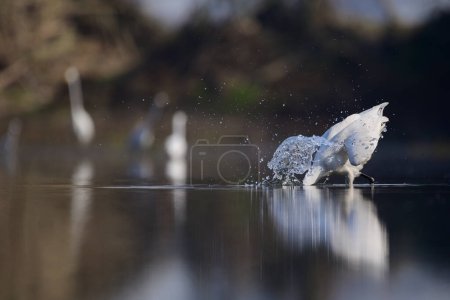 Téléchargez les photos : Grande aigrette blanche chasse dans le lac - en image libre de droit