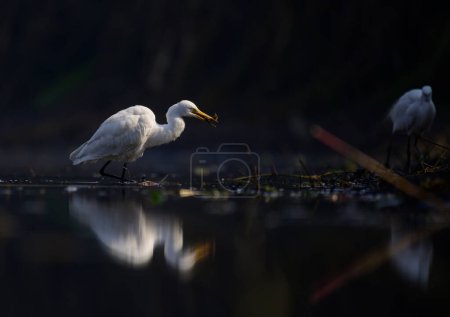 Foto de Caza de garza blanca en el lago - Imagen libre de derechos