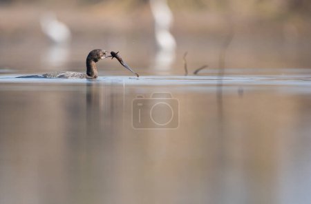 Photo for Great cormorant fishing in lake - Royalty Free Image