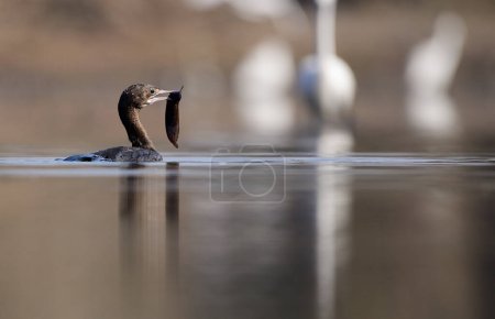 Photo for Little  cormorant fishing in lake - Royalty Free Image
