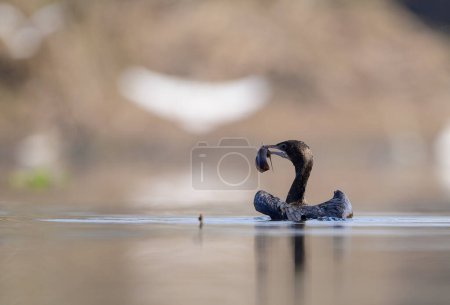 Photo for Little cormorant fishing in lake - Royalty Free Image