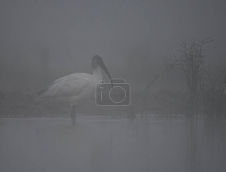 Photo for White heron bird during fog - Royalty Free Image
