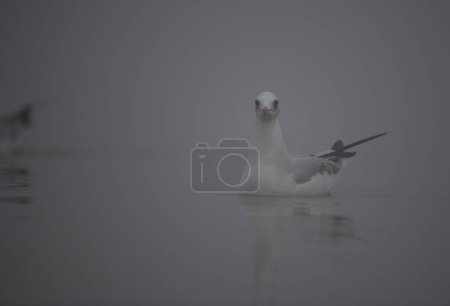 Photo for Seagull bird in water - Royalty Free Image