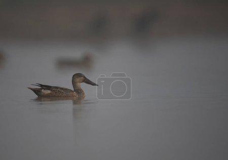 Téléchargez les photos : Canard nageant dans l'eau sur le lac - en image libre de droit